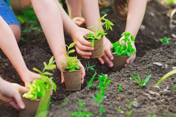 Tổ chức cho trẻ trồng cây xanh